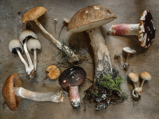 Unlocking Nature's Treasure: Exploring the Marvels of Mushrooms and Their Benefits