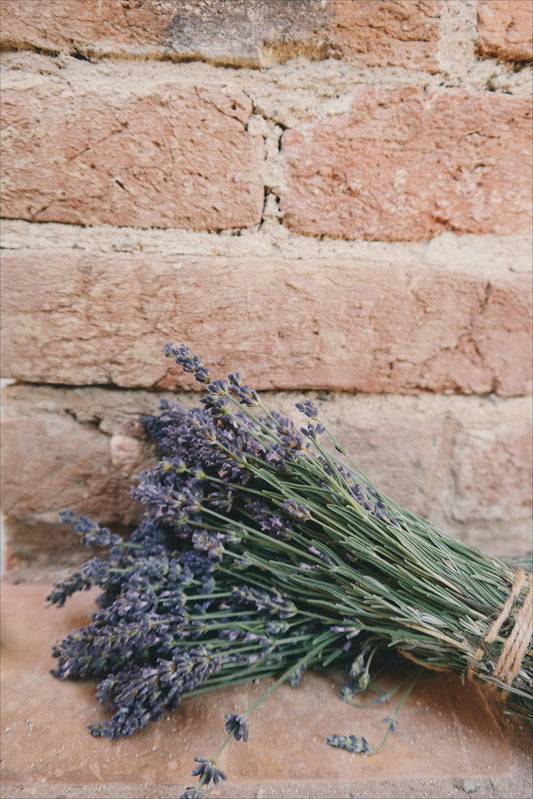 Lavender: The Fragrant Jewel of the Herb Garden